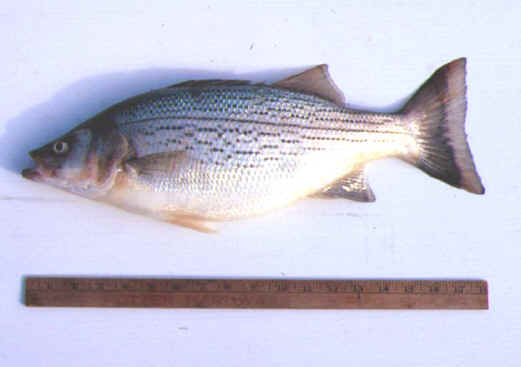 Hybrid-striped Bass